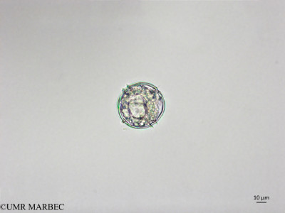 phyto/Brazilian_Nordeste/FernandodeNoronha_station1/ABRACOS1 October 2015/Protoperidinium subpyriforme (Snap-1527)(copy)_thumb.jpg